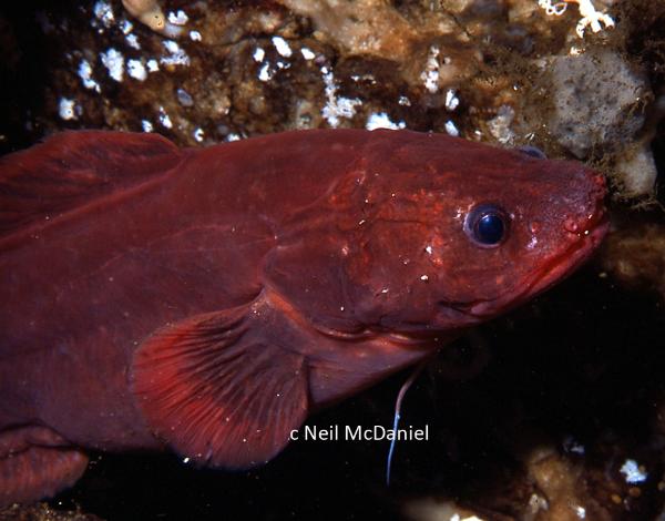 Photo of Brosmophycis marginata by <a href="http://www.seastarsofthepacificnorthwest.info/">Neil McDaniel</a>